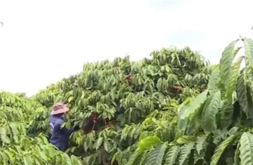 Vị thế của cà phê Việt Nam trên thị trường cà phê thế giới