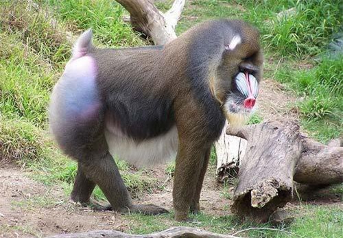 5 loài khỉ kì lạ nhất thế giới