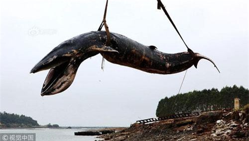 Bí ẩn cá voi 'khủng' nặng cả tấn chết thảm, dạt bờ