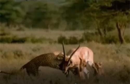 CLIP: Báo săn bị húc thủng bụng khi săn linh dương Gazelle