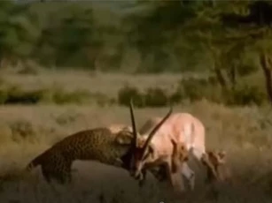CLIP: Báo săn bị húc thủng bụng khi săn linh dương Gazelle