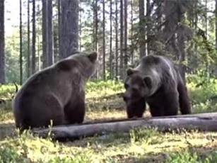 CLIP: Cặp gấu khổng lồ đại chiến giữa rừng