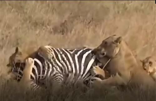 CLIP: Đàn sư tử dàn trận tóm gọn ngựa vằn