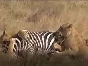 CLIP: Đàn sư tử dàn trận tóm gọn ngựa vằn