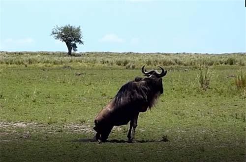 CLIP: Linh dương gãy chân vẫn 'cân' cả đàn báo săn