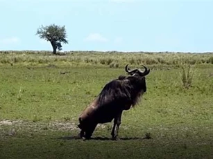 CLIP: Linh dương gãy chân vẫn 'cân' cả đàn báo săn