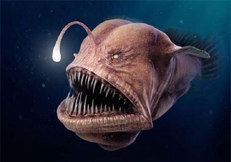 Chân dung cá xấu nhất quả đất lại còn ân ái kỳ dị