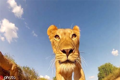 Chết cười động vật hoang dã 'tự sướng', bẽ bàng trúng 'góc chết'