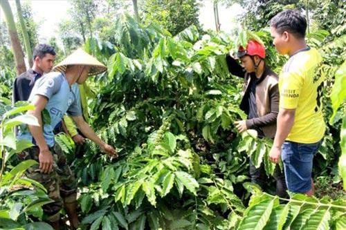 Đắk Lắk: Chàng trai Êđê mở tour nông nghiệp… 0 đồng