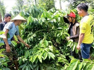Đắk Lắk: Chàng trai Êđê mở tour nông nghiệp… 0 đồng