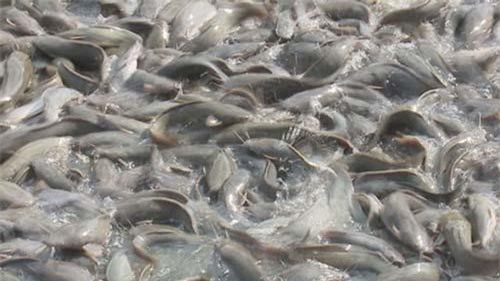 Đồng Tháp: Lãi cao từ nuôi cá trê vàng lai trong ao