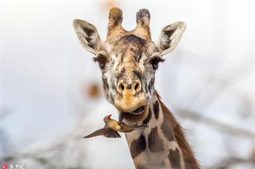 Hài hước hươu cao cổ ngoan ngoãn để 'nha sĩ' chim khám răng