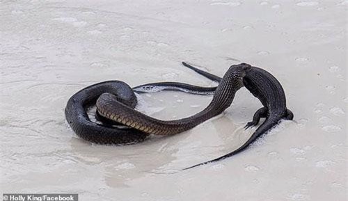 Kinh hãi rắn độc nuốt chửng kỳ đà cỡ lớn trên bãi biển