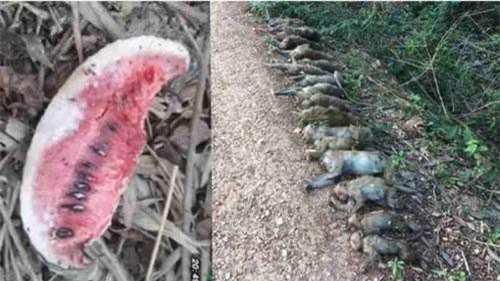 Kinh hoàng 19 con khỉ bị hạ độc bằng dưa hấu