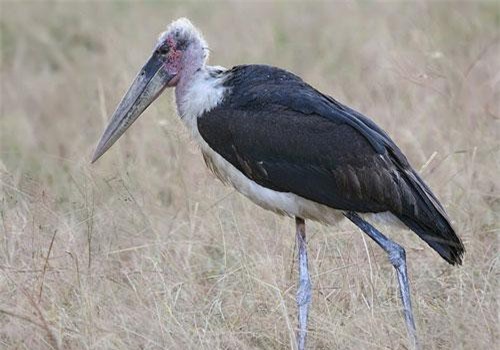 Loài chim xấu 'đau đớn' có sở thích cực 'dị' ăn xác chết, tiểu lên chân