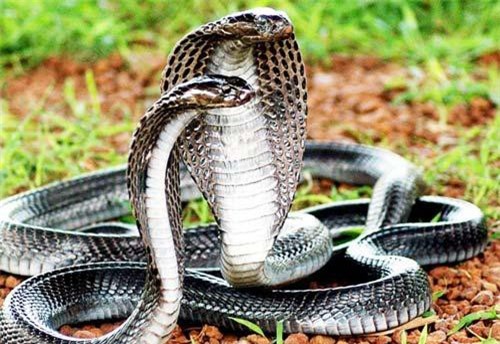 Nọc độc của rắn hổ mang chúa - loài rắn độc dài nhất thế giới, nguy hiểm cỡ nào?