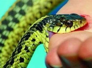 Nọc độc rắn cạp nia, loại rắn phổ biến ở Việt Nam, gây chết người nhanh tới mức nào