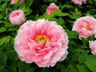 Phong thủy bất ngờ từ những loài hoa quen thuộc cắm trong nhà