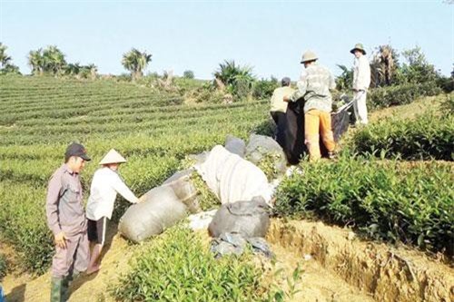 Phú Thọ: Chìa khóa thúc đẩy nông thôn mới từ các HTX chè