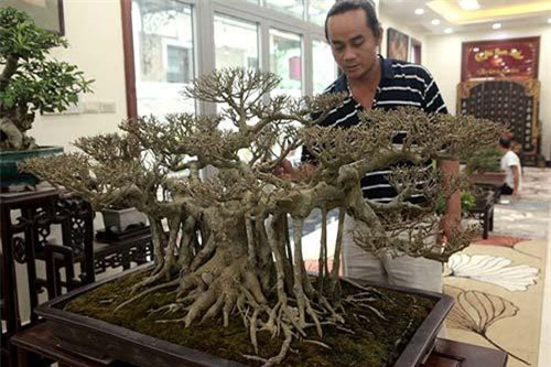 Sanh quê 'nhỏ mà có võ', giá bán tới nửa tỷ đồng