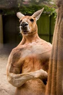 'Soi' những động vật chuẩn 'soái ca', hút hồn fan nữ