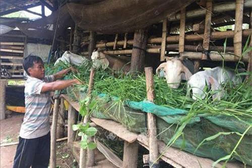 Tiền Giang khuyến khích nuôi dê tại những địa bàn khó khăn