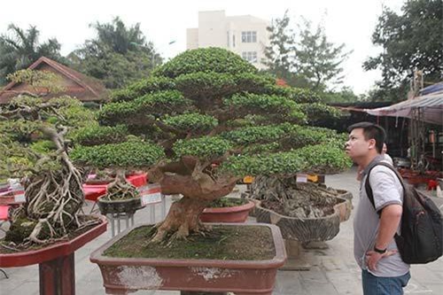 Tuyệt phẩm cây cảnh cứ đụng vào là tỏa hương, giá bán tới 2 tỷ đồng