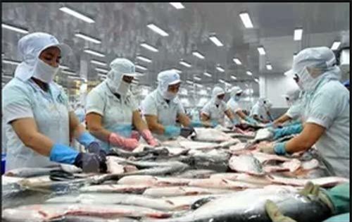 Xuất khẩu cá tra sang Nhật Bản tăng nhẹ