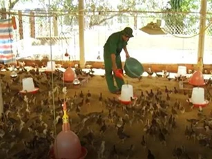 Bà Rịa - Vũng Tàu: Làm giàu từ mô hình VAC