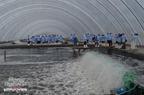 Bạc Liêu: Phấn đấu xuất khẩu thủy sản đạt 1 tỷ USD