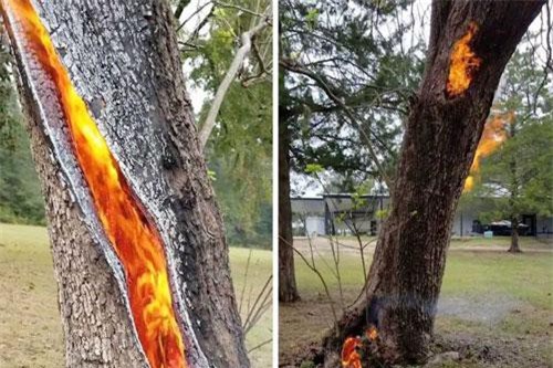 Bị sét đánh, thân cây hóa lò luyện dung nham kỳ quái