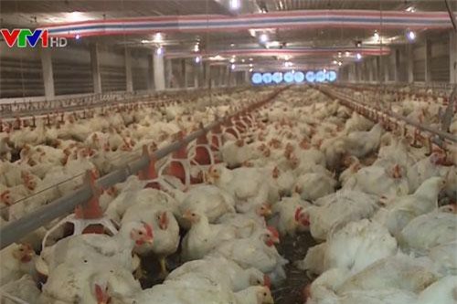 Bộ Công Thương khuyến cáo không tăng đàn trong chăn nuôi gà