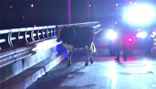 Bò mẹ mang thai và cuộc trốn thoát khỏi tử thần ngoạn mục