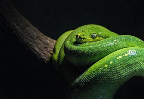 Ăn rắn không đeo bao tay - Bạn đã bao giờ nghĩ đến việc ăn rắn không cần đeo bao tay chưa? Hãy xem hình ảnh đầy thú vị này để biết thêm về các loại rắn có thể ăn được và cách ăn chúng mà không cần đeo bao tay nhé.