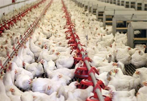Giá thịt gà dự báo duy trì ở mức thấp, cần hạn chế tăng đàn tự phát, ồ ạt