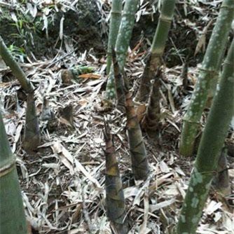 Giàu lên nhờ loài cây dân dã