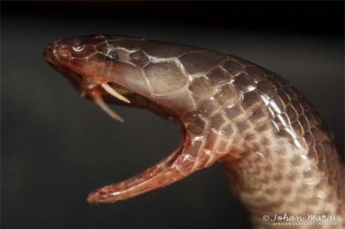 Hãi hùng loài rắn có răng như dao găm, gieo rắc nỗi khiếp sợ