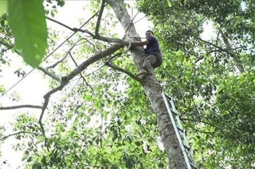 Hòa Bình: Trèo cây cao hái loại quả bóc ra thứ hạt đỏ thơm, bán đắt như vàng