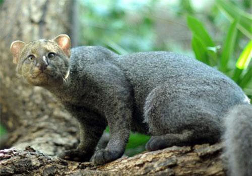 Khám phá 'choáng' loài mèo ăn tạp, thích sống... trên cây