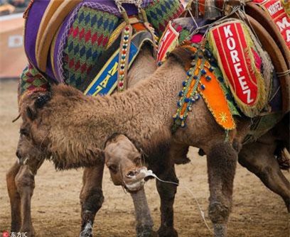 Khốc liệt những màn kịch chiến giữa lạc đà khổng lồ