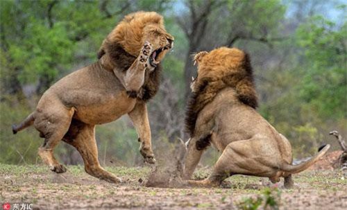 Kịch tính trận chiến của những vị vua sư tử