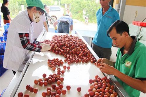 Lục Ngạn, Bắc Giang: HTX phát triển, tạo đột phá nông thôn mới