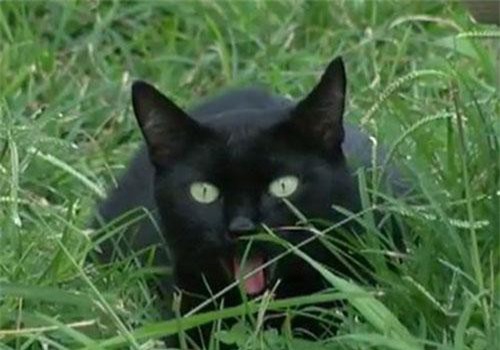 Mèo mun cứu đại gia đình chủ nhân thoát khỏi biển lửa