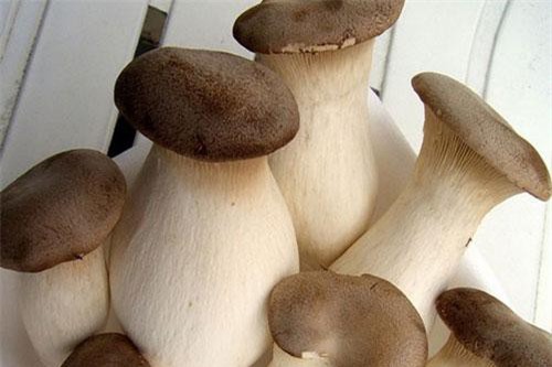 Những loại nấm 'thần dược', vừa chống ung thư vừa bồi bổ sức khỏe, chữa bệnh