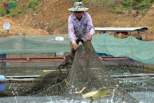 Nuôi cá lồng trên lòng hồ thủy điện Sơn La cho thu nhập tiền tỷ