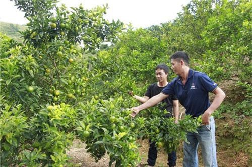 Thu hàng trăm triệu mỗi năm nhờ trồng cây ăn quả trên đất dốc