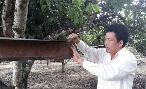 Treo tổ ong Dú trong vườn chôm chôm vắt ra thứ mật đắt tiền