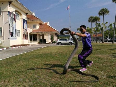 Xem 'cao thủ' bắt rắn hổ mang chúa 20kg bằng tay không