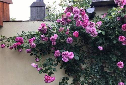 Xốn xang với vườn hoa hồng rộng bát ngát đẹp như cổ tích của mẹ Việt ở Đức