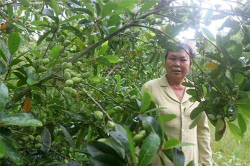 An Giang: Làm giàu khác người trồng cà na Thái, cây thấp tè, trái quanh năm